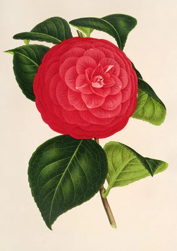 Camellia Marchesa Davia Wall Art by Charles Antoine Lemaire - High-Resolution Digital Print