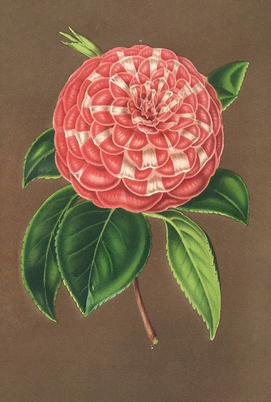 Camellia Matteo Malfino Hybr Wall Art by Charles Antoine Lemaire - High-Resolution Digital Print