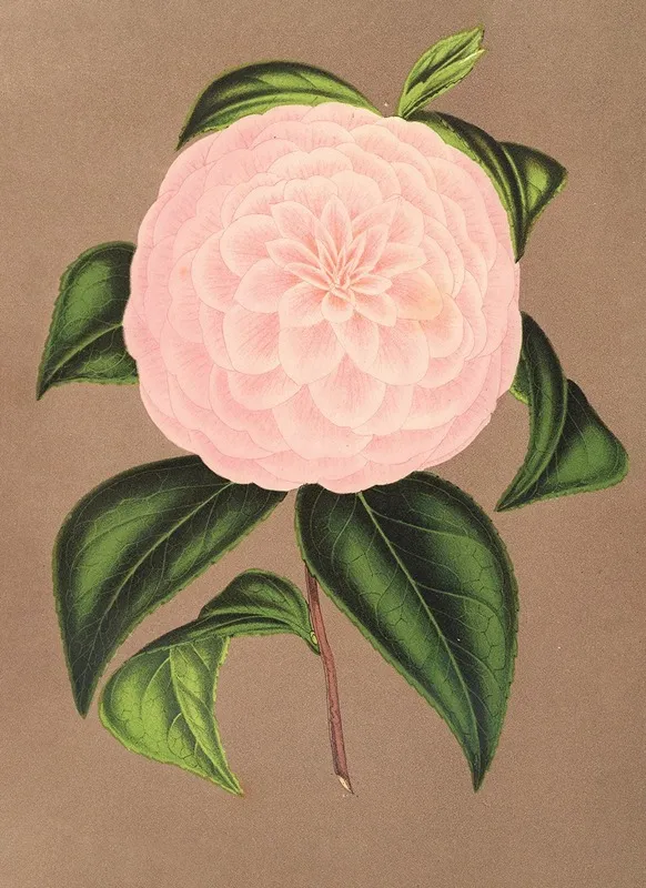 Camellia Mistress Dombrain Wall Art by Charles Antoine Lemaire - High-Resolution Digital Print