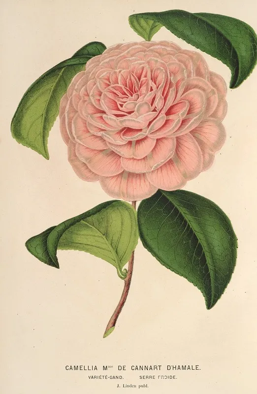 Camellia Mme De Cannart Dhamale Wall Art by Charles Antoine Lemaire - High-Resolution Digital Print