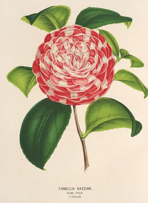 Camellia Nazzari Wall Art by Charles Antoine Lemaire - High-Resolution Digital Print