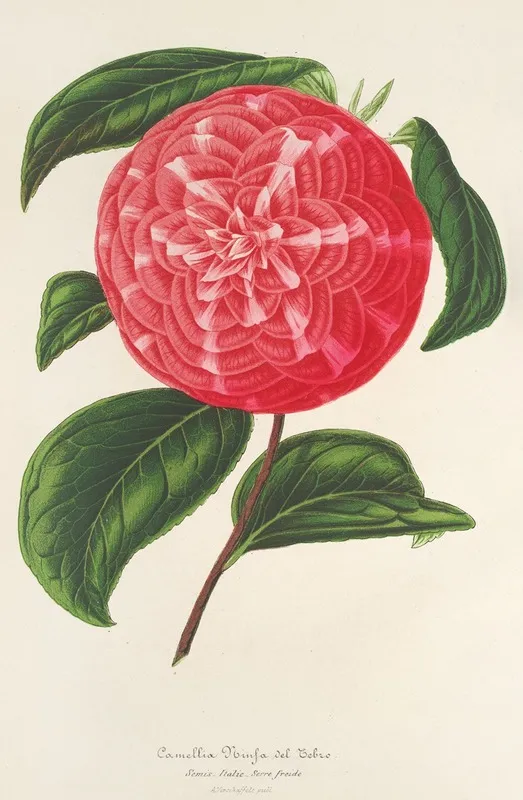 Camellia Ninfa Del Tebro Wall Art by Charles Antoine Lemaire - High-Resolution Digital Print