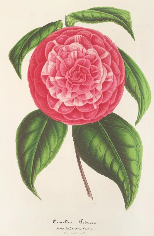 Camellia Petazzi Wall Art by Charles Antoine Lemaire - High-Resolution Digital Print