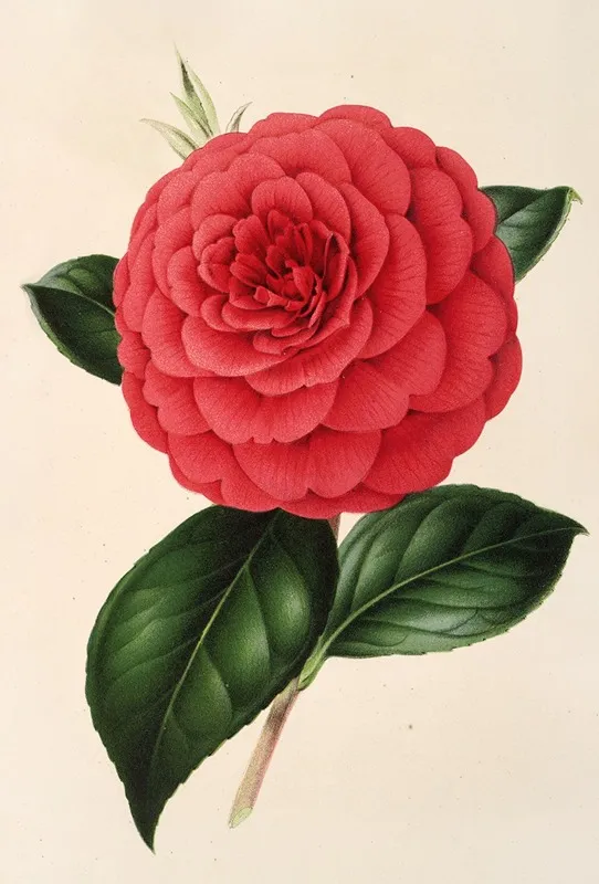 Camellia Poldina Vanturi Wall Art by Charles Antoine Lemaire - High-Resolution Digital Print