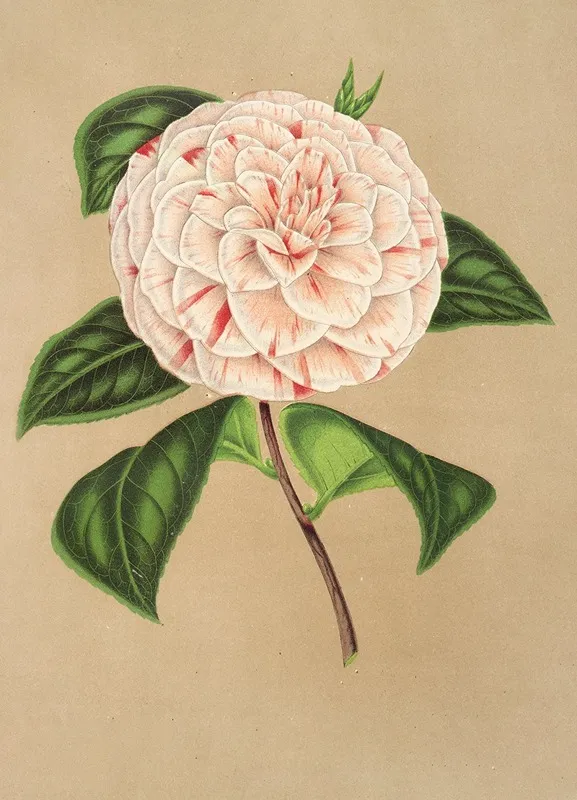 Camellia Principessa Clotilde Wall Art by Charles Antoine Lemaire - High-Resolution Digital Print