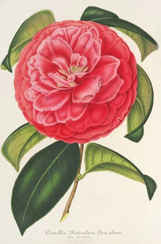 Camellia Reticulata Var Flore Pleno Wall Art by Charles Antoine Lemaire - High-Resolution Digital Print