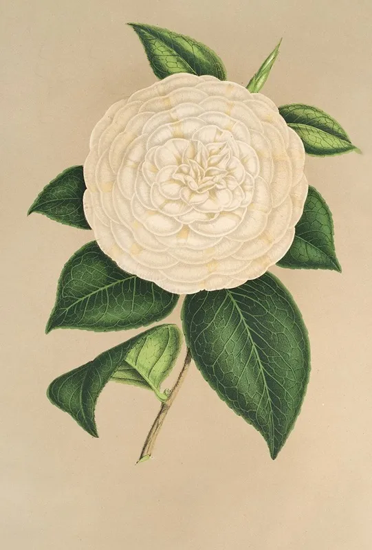 Camellia Sangalli Wall Art by Charles Antoine Lemaire - High-Resolution Digital Print