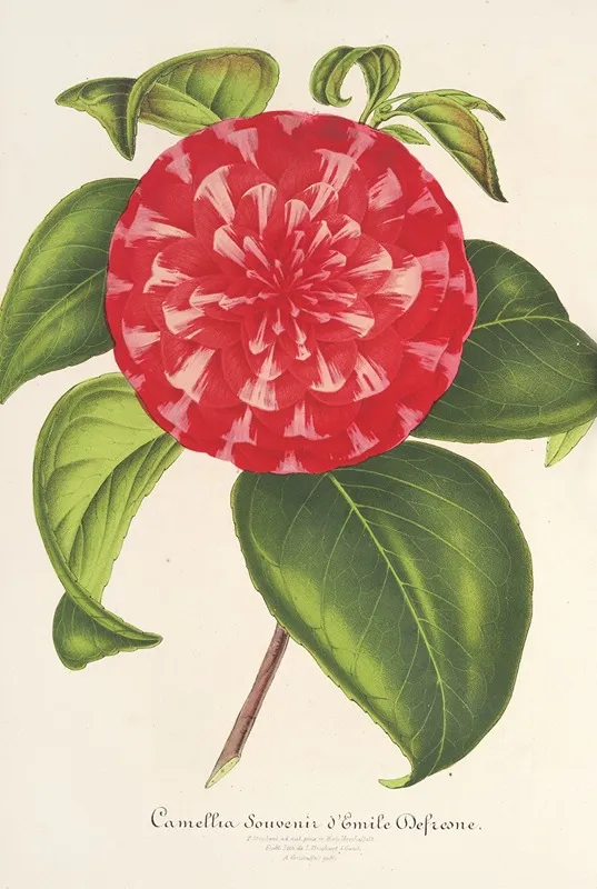 Camellia Souvenir Demile Defresne Wall Art by Charles Antoine Lemaire - High-Resolution Digital Print