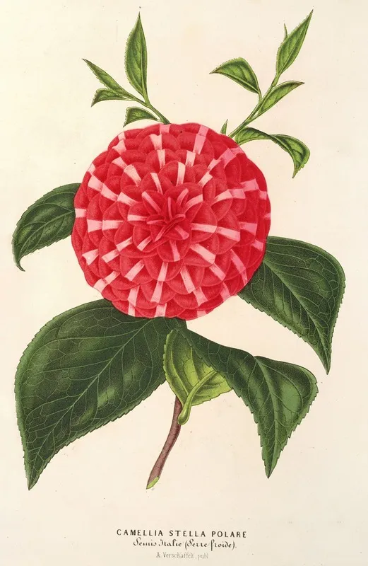 Camellia Stella Polare Wall Art by Charles Antoine Lemaire - High-Resolution Digital Print
