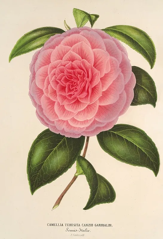 Camellia Teresita Canzio Garibaldi Wall Art by Charles Antoine Lemaire - High-Resolution Digital Print