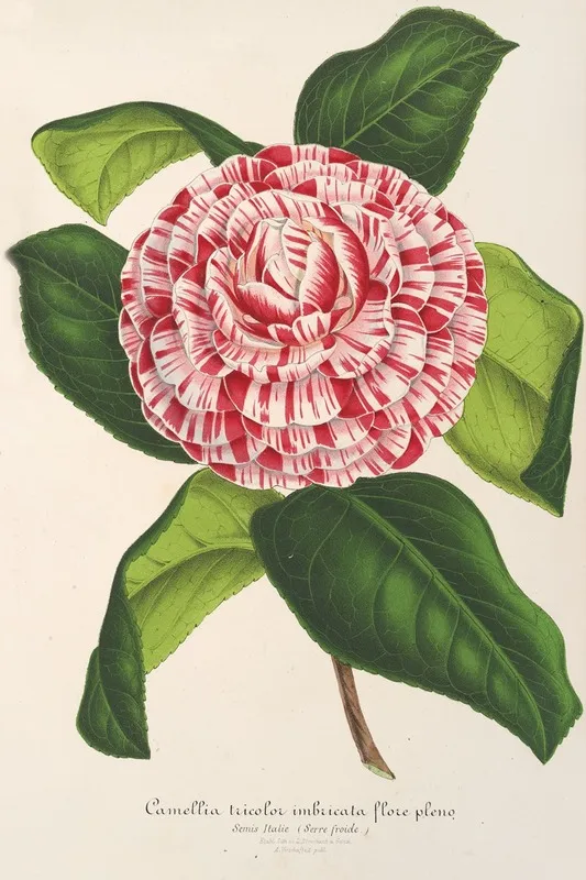 Camellia Tricolor Imbricata Plena Wall Art by Charles Antoine Lemaire - High-Resolution Digital Print