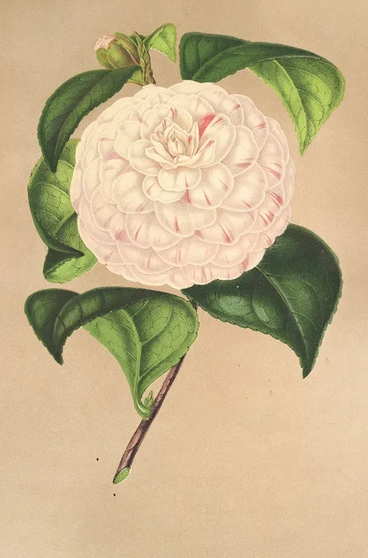 Camellia Vesillo Dell Arno Wall Art by Charles Antoine Lemaire - High-Resolution Digital Print
