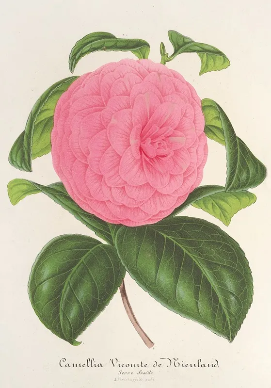 Camellia Vicomte De Nieuland Wall Art by Charles Antoine Lemaire - High-Resolution Digital Print