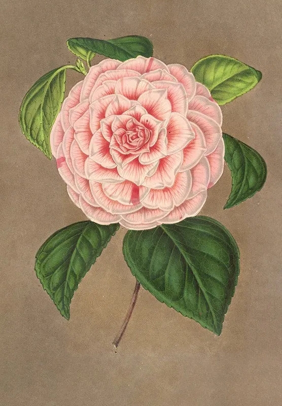 Camellia Vittorio Emmanuele Ii Wall Art by Charles Antoine Lemaire - High-Resolution Digital Print