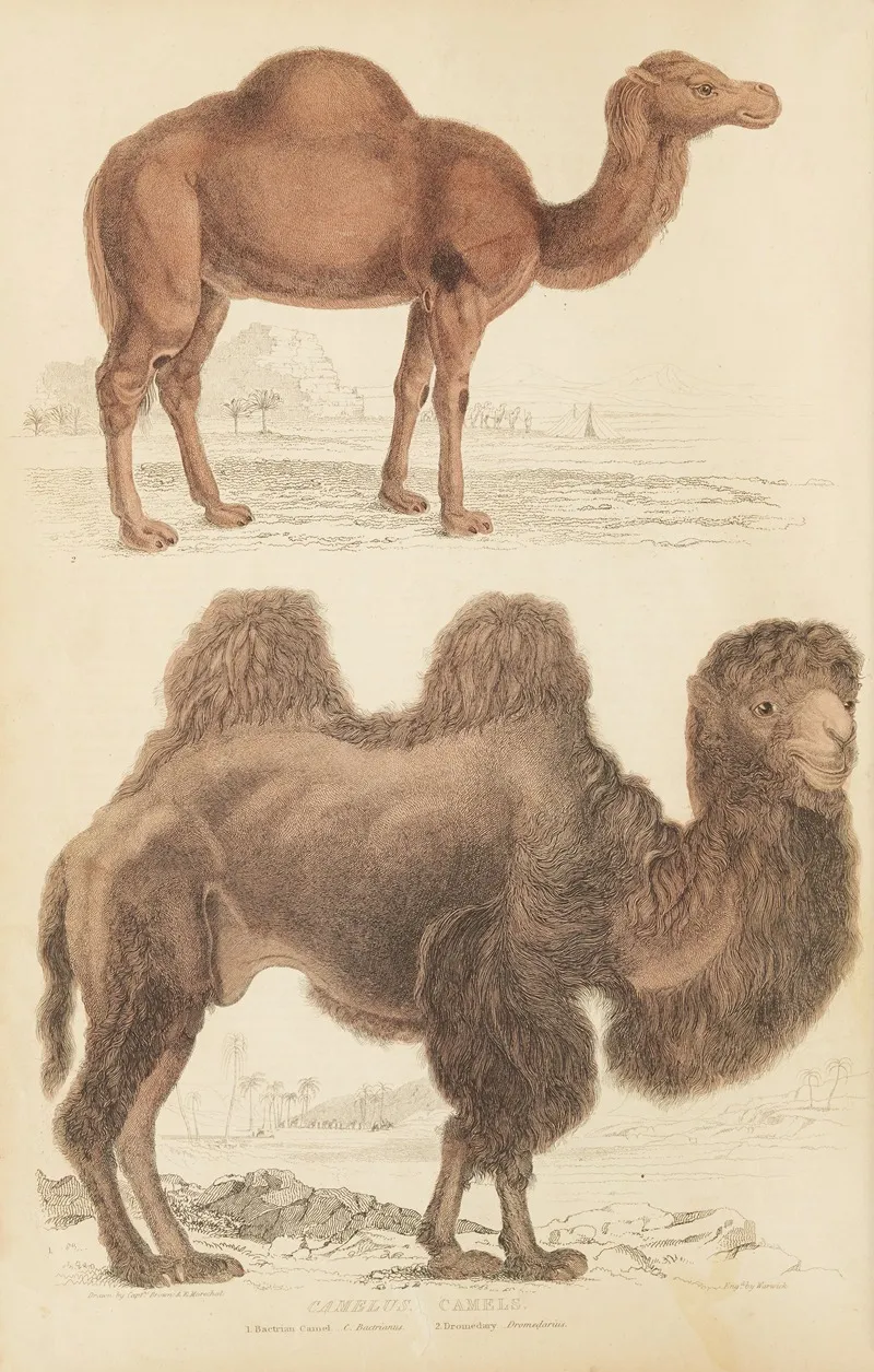 Camels 2 Wall Art by William MacGillivray - High-Resolution Digital Print
