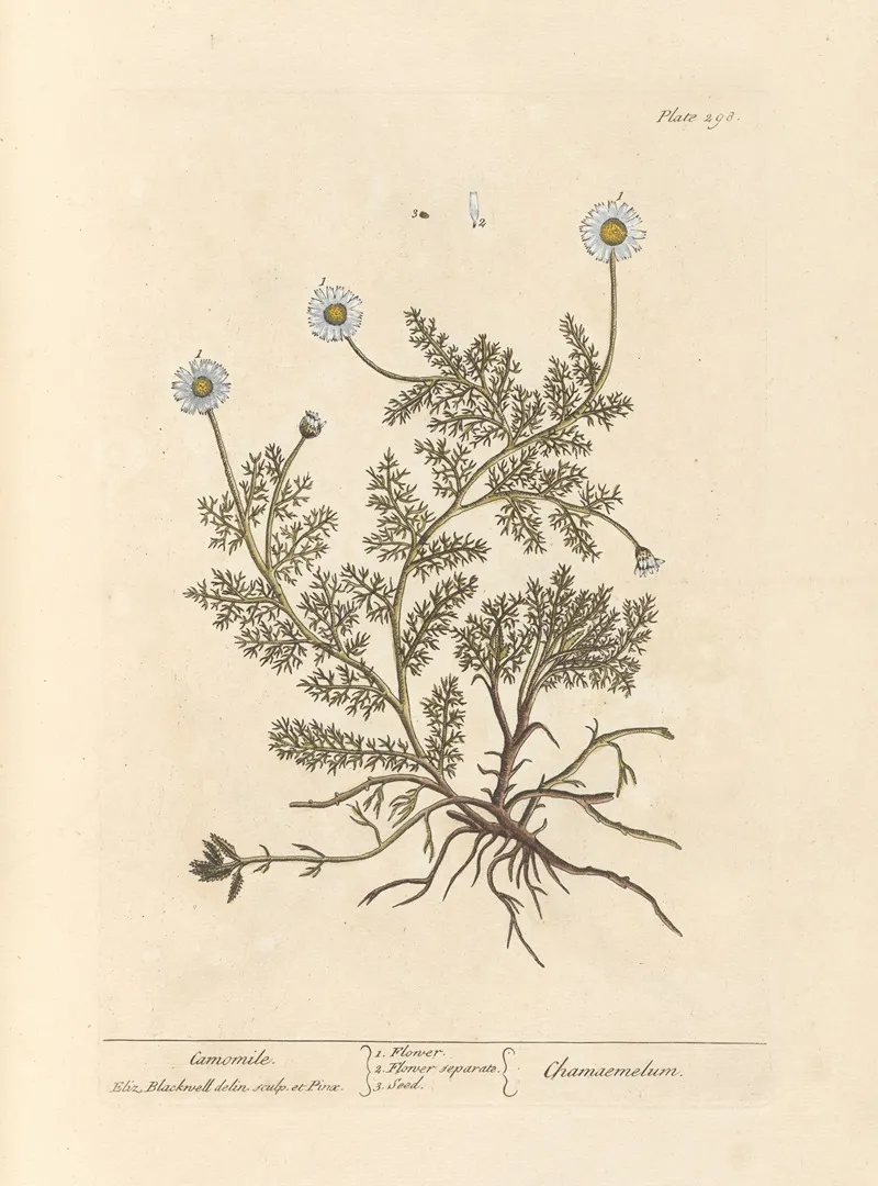 Camomile Wall Art by Elizabeth Blackwell - High-Resolution Digital Print