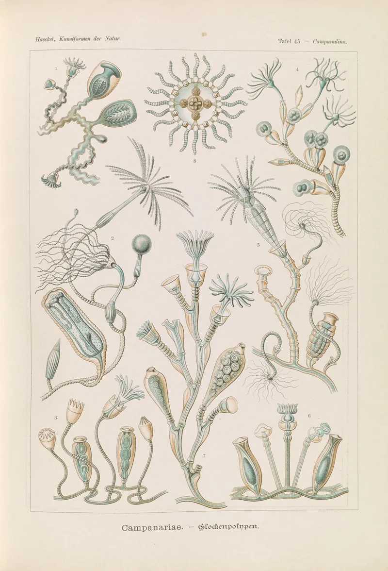 Campanariae Glockenpolnpen Wall Art by Ernst Haeckel - High-Resolution Digital Print