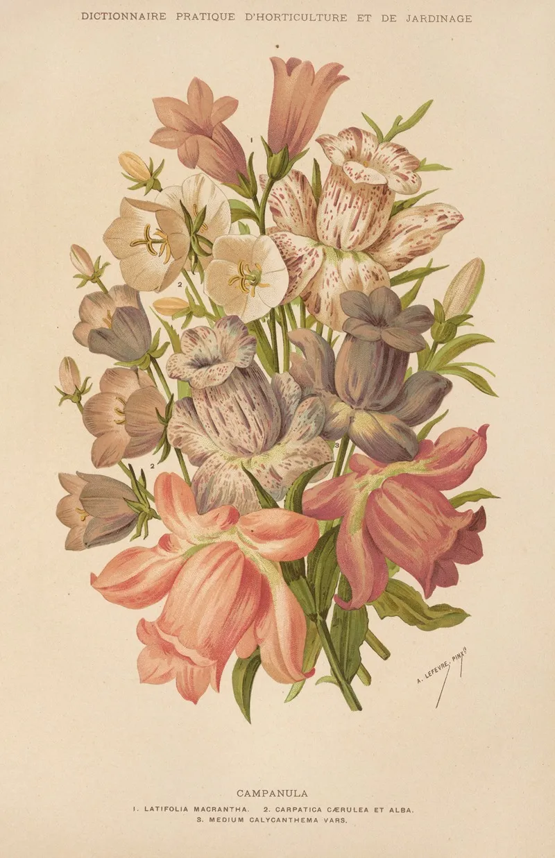 Campanula 2 Wall Art by George Nicholson - High-Resolution Digital Print