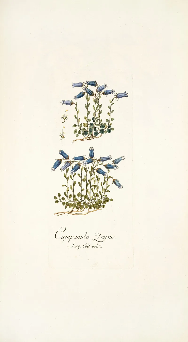 Campanula Zoysii Wall Art by Nikolaus Joseph Freiherr von Jacquin - High-Resolution Digital Print