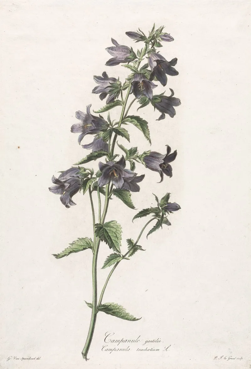 Campanule Gantelee Wall Art by Gerard van Spaendonck - High-Resolution Digital Print