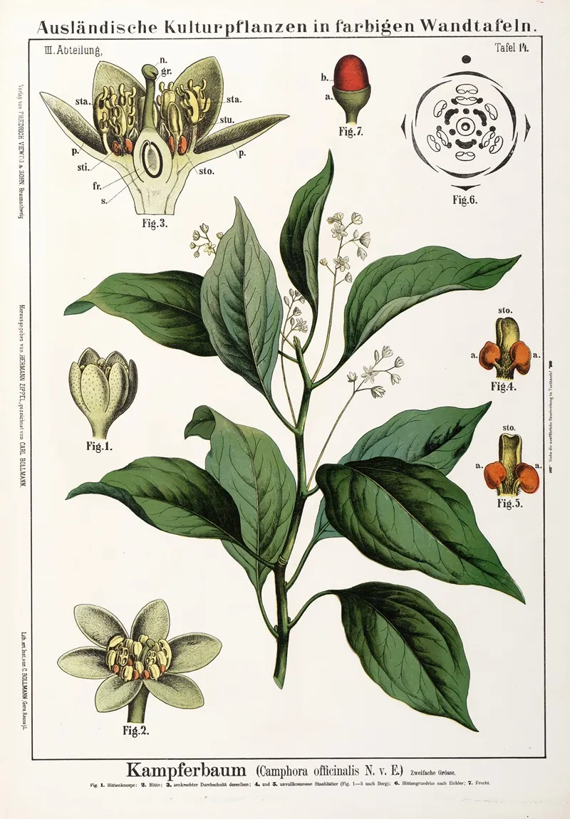 Camphora Officinalis Kamfer Wall Art by Hermann Zippel - High-Resolution Digital Print