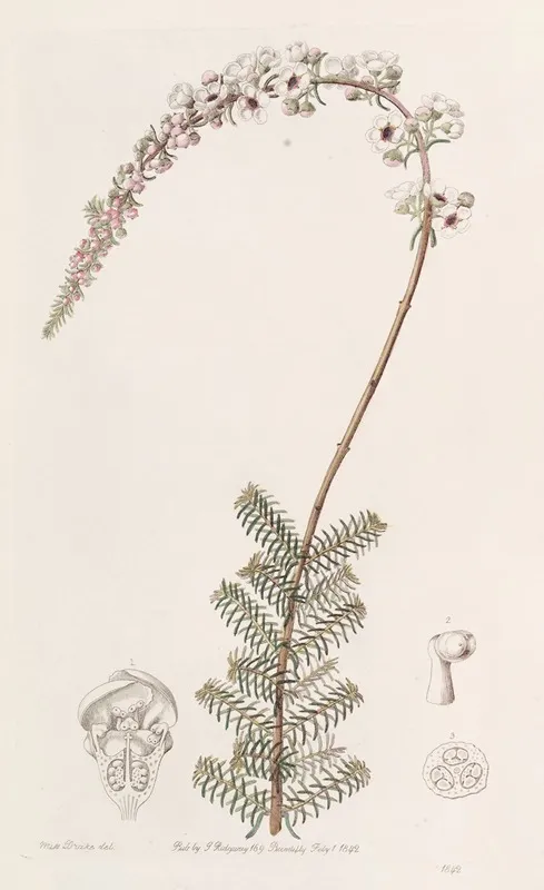 Camphorwort Babingtonia Wall Art by Sydenham Edwards - High-Resolution Digital Print