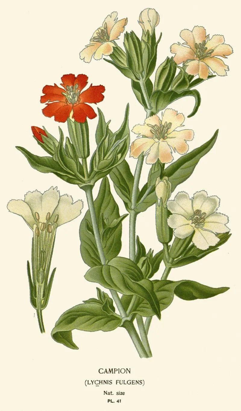 Campion Wall Art by Edward Step - High-Resolution Digital Print