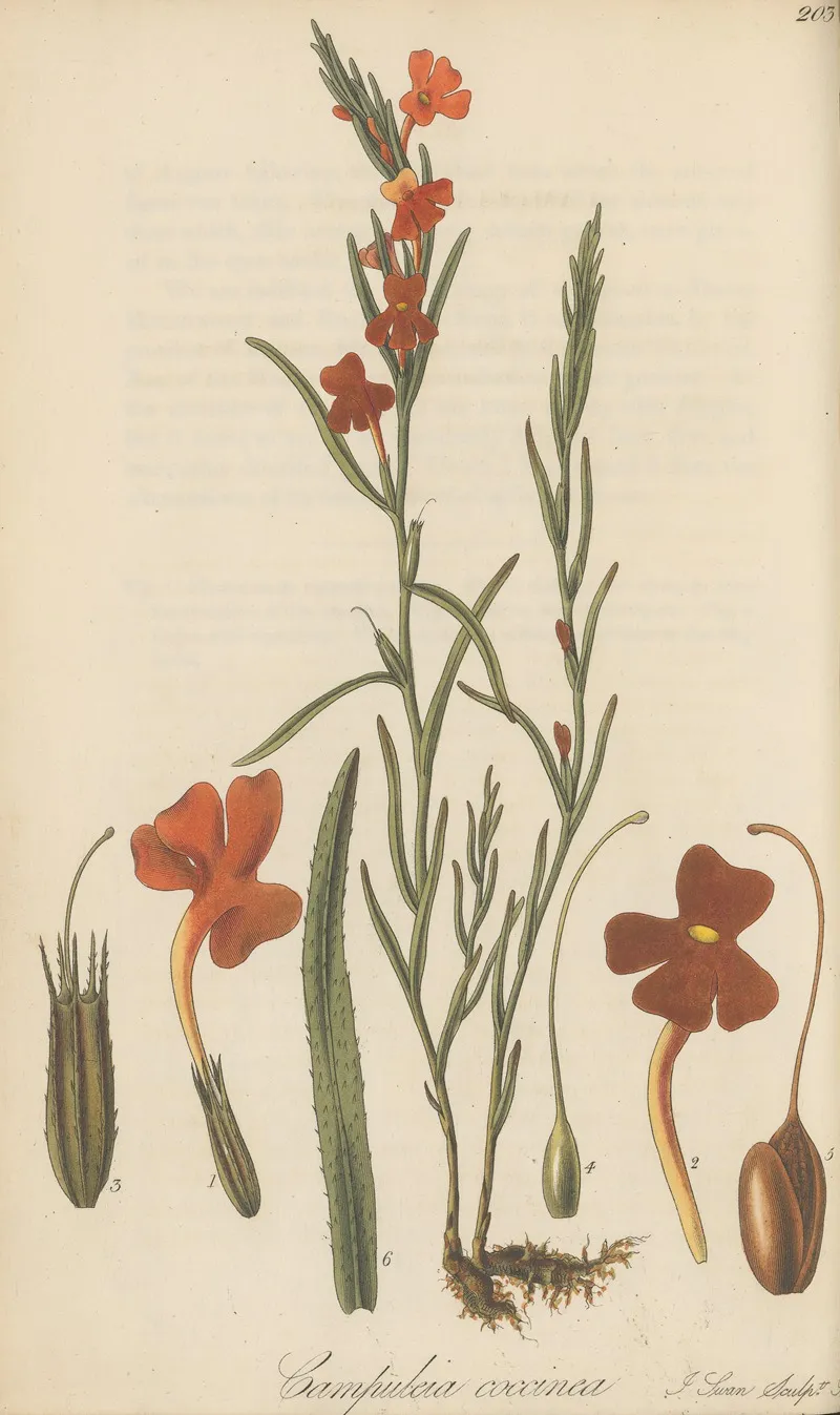 Campuleia Coccinea Wall Art by William Jackson Hooker - High-Resolution Digital Print