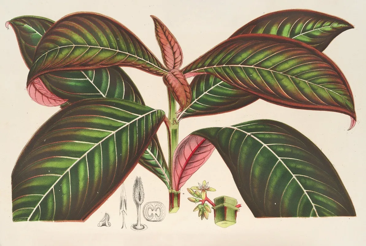 Campylobotrys Ghiesbreghtii Wall Art by Charles Antoine Lemaire - High-Resolution Digital Print