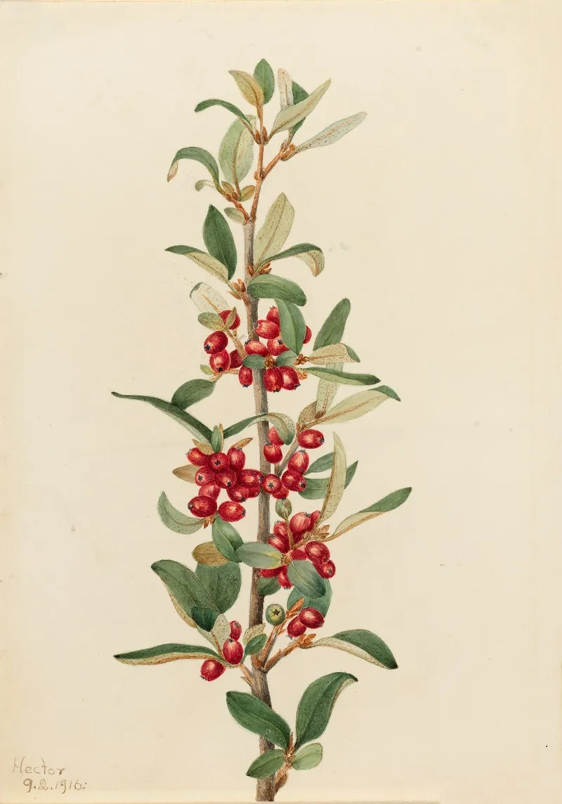 Canada Buffaloberry Lepargyrea Canadensis 2
