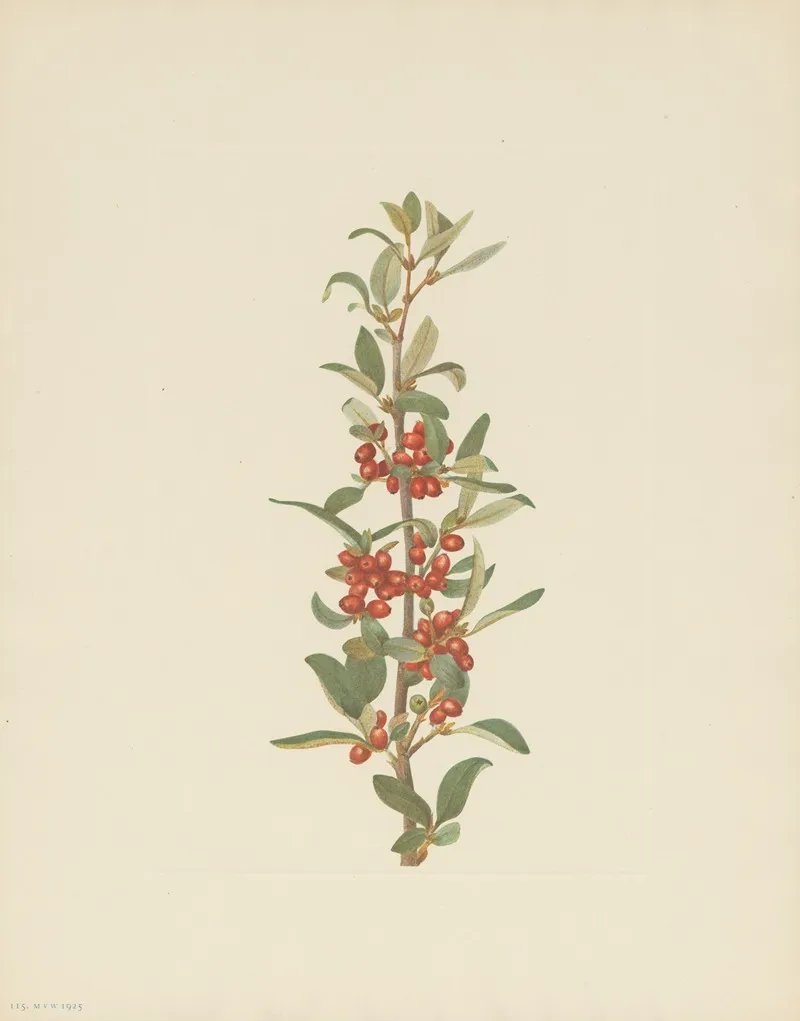 Canada Buffaloberry Lepargyrea Canadensis 3