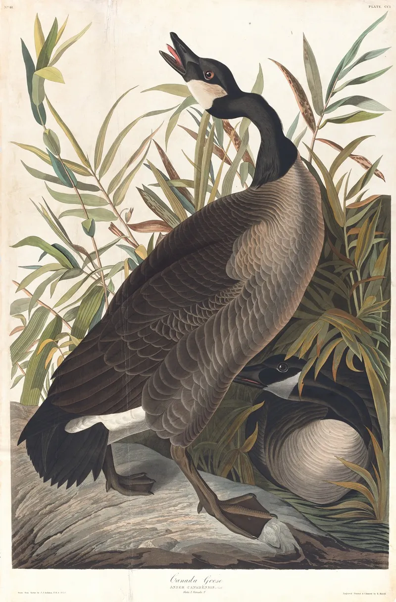 Canada Goose Wall Art by John James Audubon - High-Resolution Digital Print