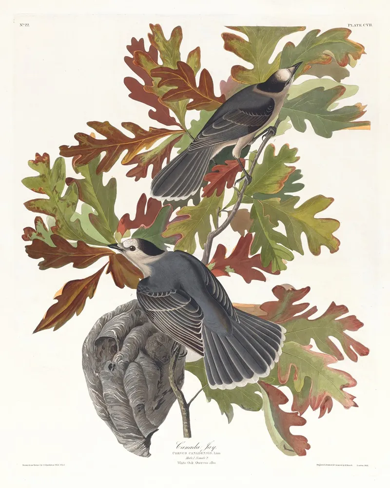 Canada Jay Wall Art by John James Audubon - High-Resolution Digital Print