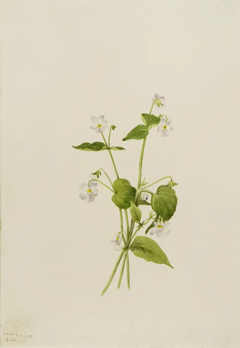 Canada Violet Viola Canadensis 2