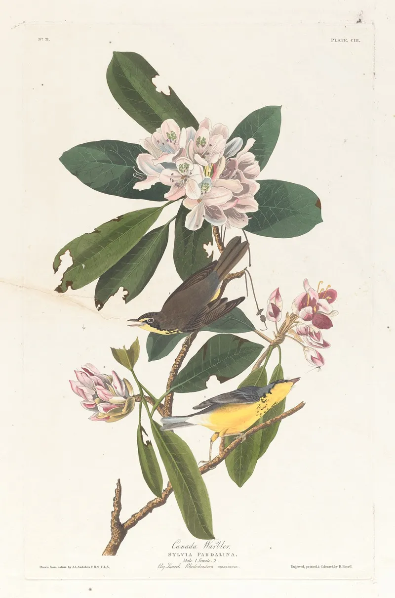 Canada Warbler Wall Art by John James Audubon - High-Resolution Digital Print