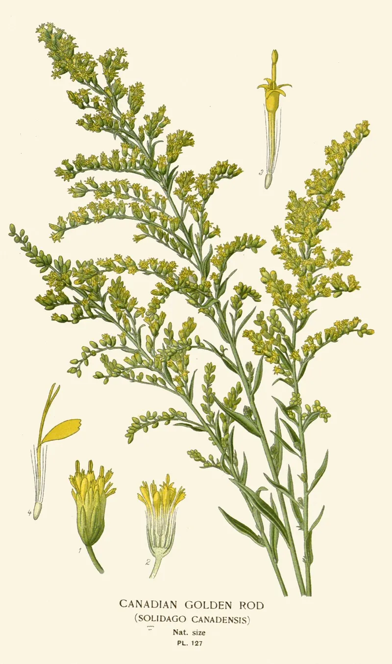 Canadian Golden Rod Wall Art by Edward Step - High-Resolution Digital Print