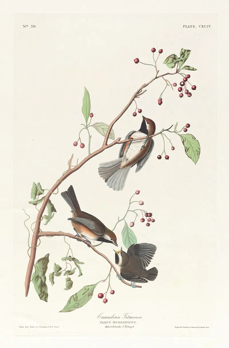 Canadian Titmouse Wall Art by John James Audubon - High-Resolution Digital Print