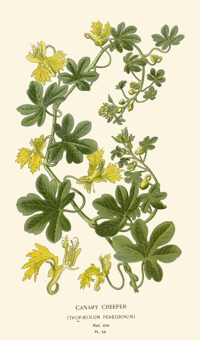 Canary Creeper Wall Art by Edward Step - High-Resolution Digital Print