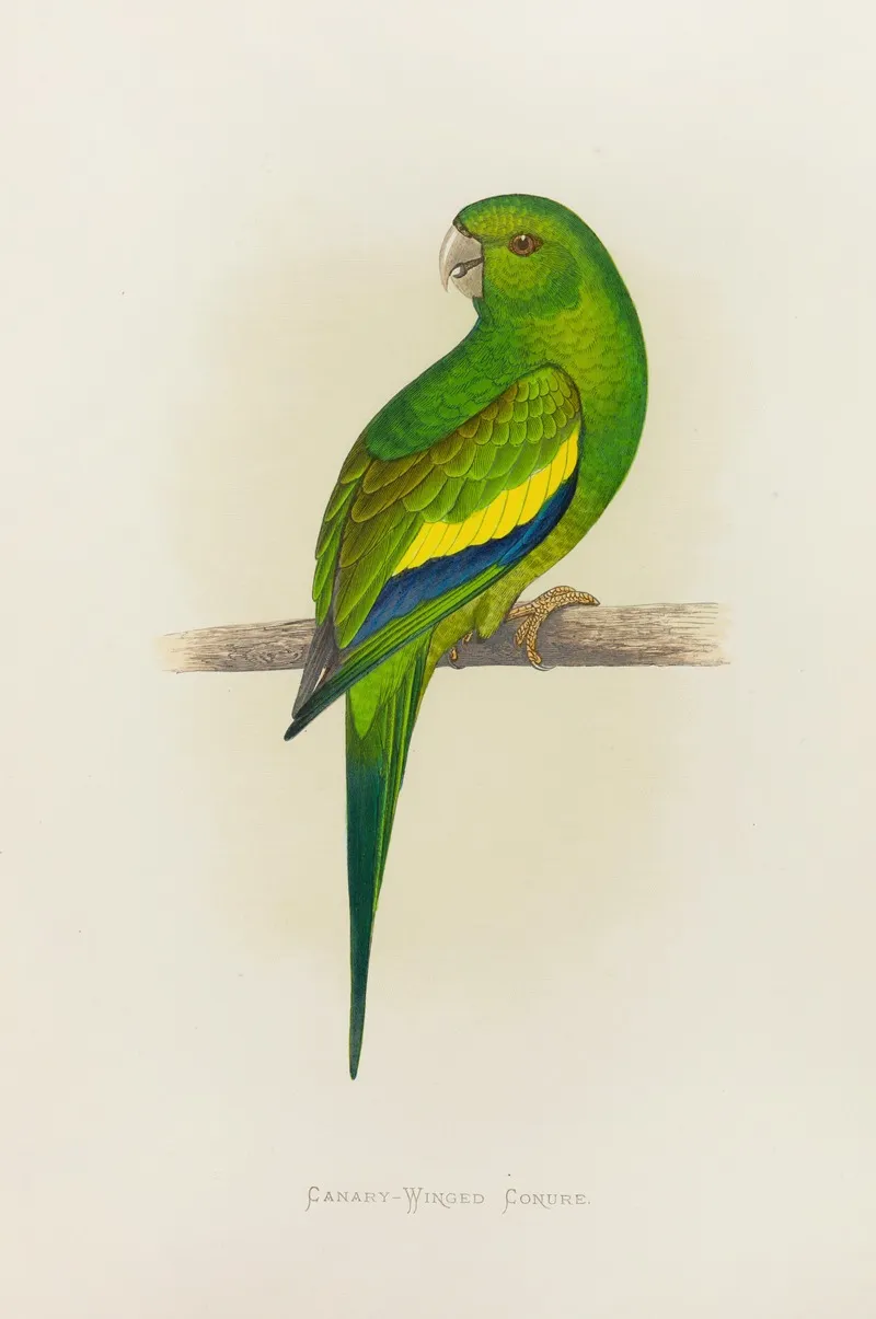Canary Winged Conure Wall Art by Alexander Francis Lydon - High-Resolution Digital Print