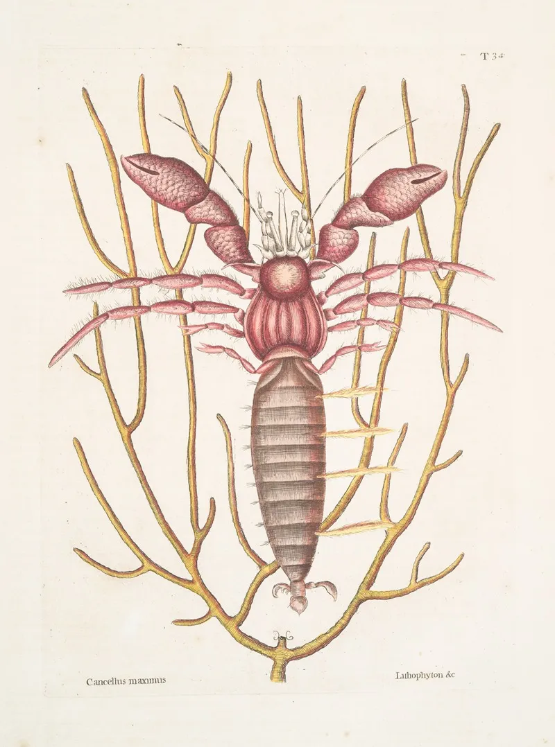 Cancellus Maximus The Sea Hermit Crab Lithophyton C Wall Art by Mark Catesby - High-Resolution Digital Print