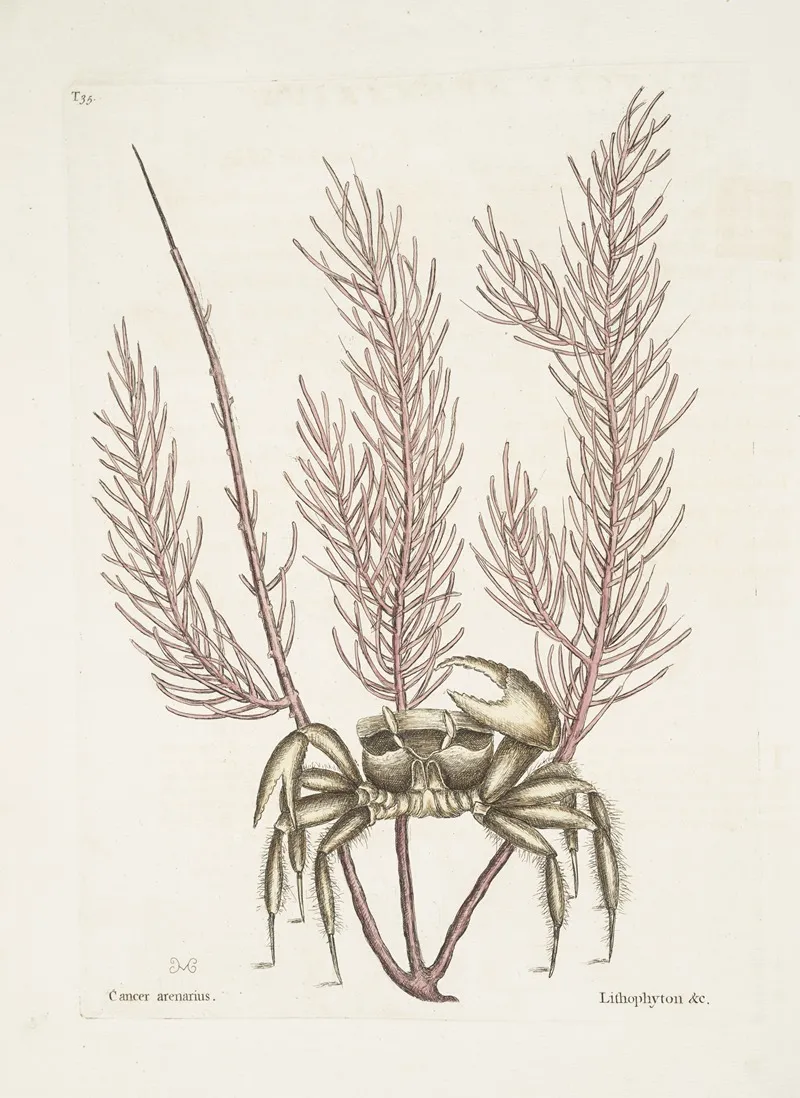 Cancer Arenarius The Sand Crab Lithophyton C Wall Art by Mark Catesby - High-Resolution Digital Print