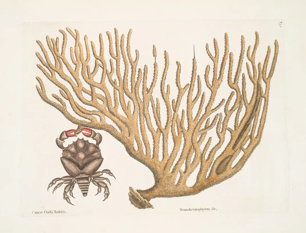 Cancer Chelis Rubris The Res Claw Crab Titanokeratophyton C Wall Art by Mark Catesby - High-Resolution Digital Print