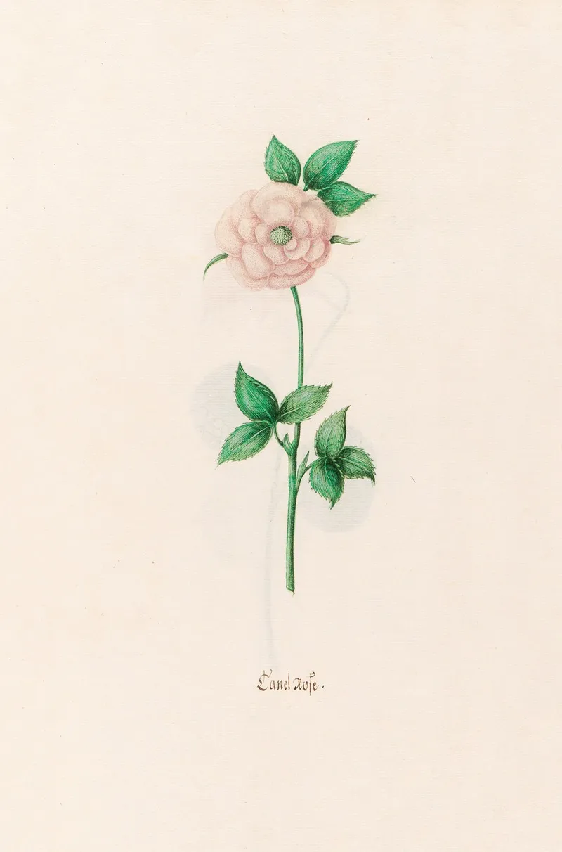 Canel Rose Wall Art by Magdelena Rosina Funck - High-Resolution Digital Print