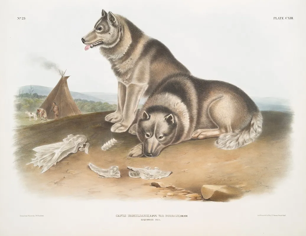 Canis Familiaris Esquimaux Dog Wall Art by John Woodhouse Audubon - High-Resolution Digital Print
