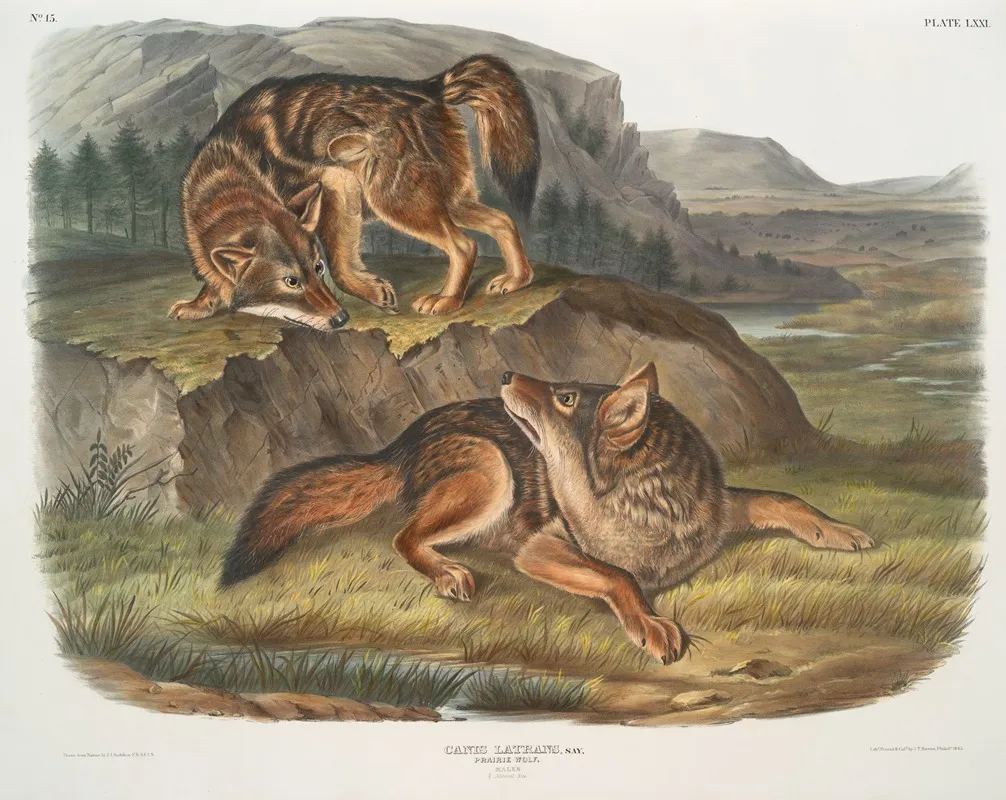 Canis Latrans Prairie Wolf Males Wall Art by John Woodhouse Audubon - High-Resolution Digital Print