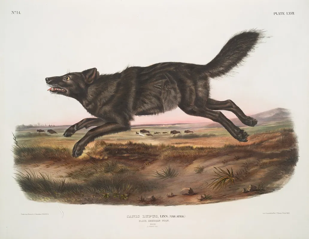 Canis Lupus Black American Wolf Male Wall Art by John Woodhouse Audubon - High-Resolution Digital Print