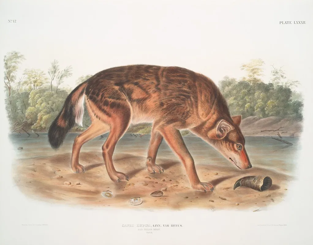 Canis Lupus Red Texan Wolf Male Wall Art by John Woodhouse Audubon - High-Resolution Digital Print