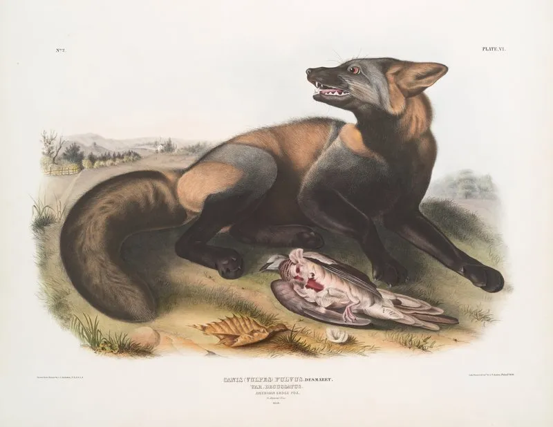 Canis Vulpes Fulvus American Cross Fox Wall Art by John Woodhouse Audubon - High-Resolution Digital Print