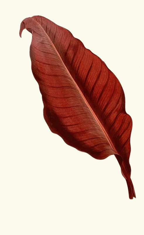 Canna Atronigricans Wall Art by Edward Joseph Lowe - High-Resolution Digital Print