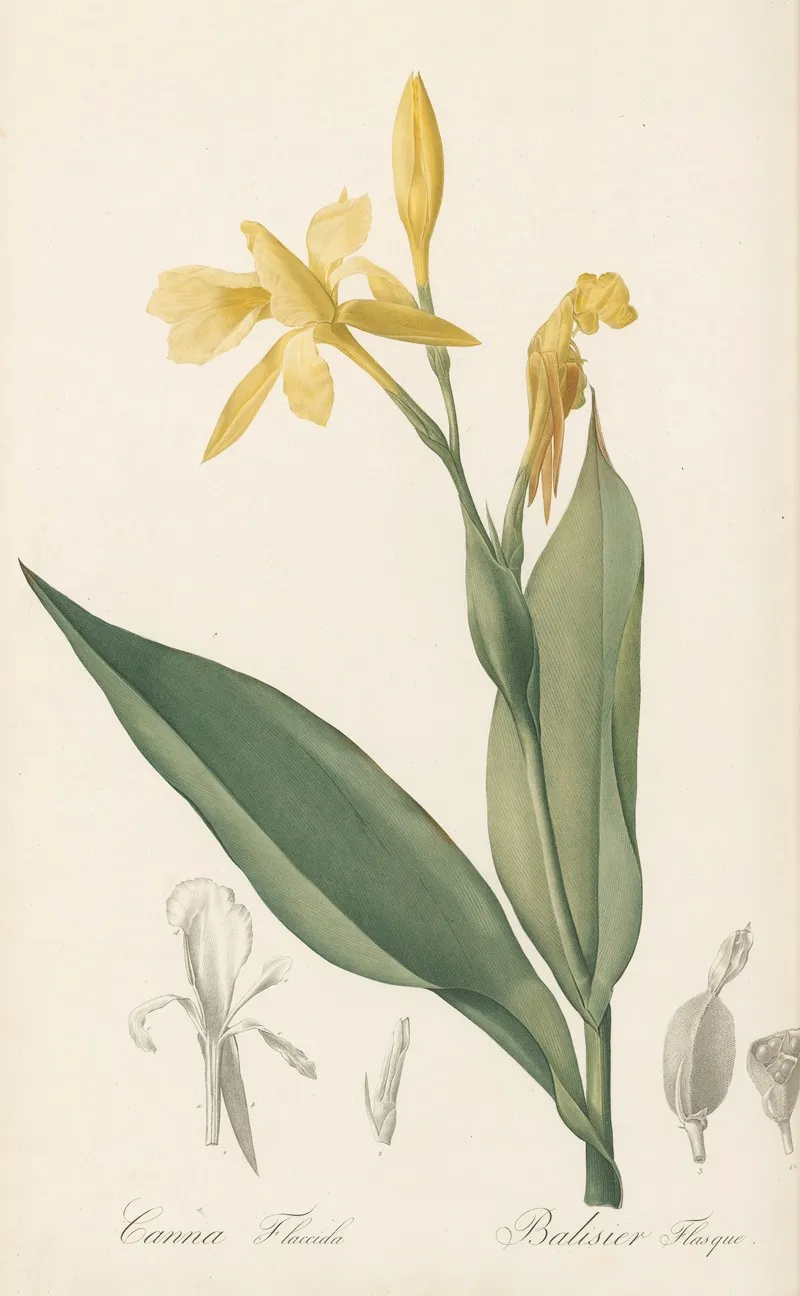 Canna Flaccida 2 Wall Art by Pierre Joseph Redouté - High-Resolution Digital Print